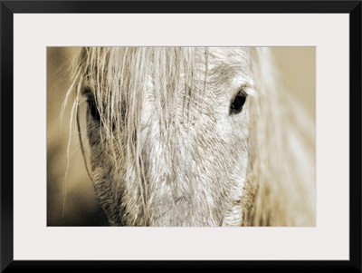 Close up of a Camargue horse, Arles, France