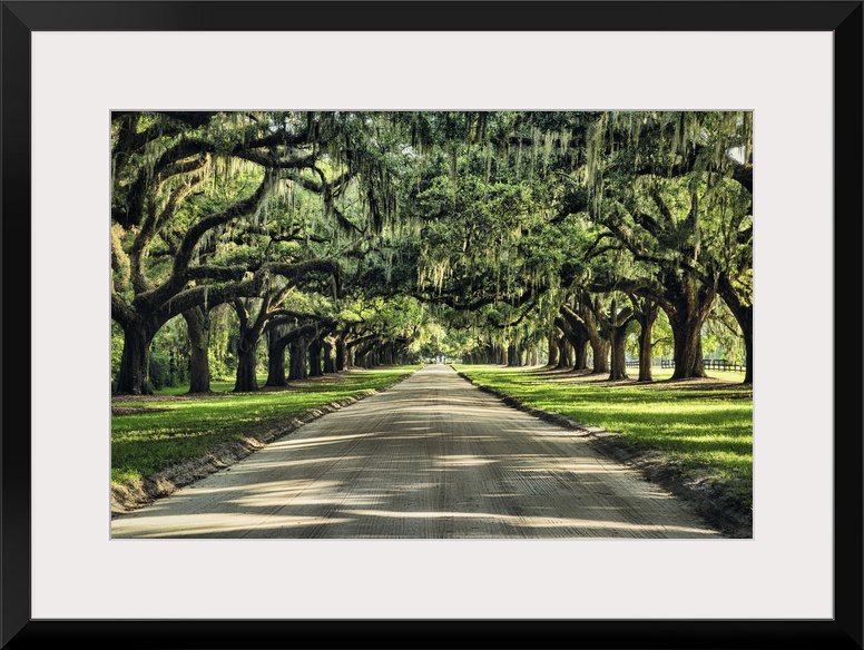 Oak tree lined road at Boone Hall Plantation, Charleston, South Carolina.