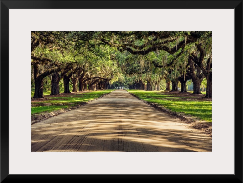 Oak tree lined road at Boone Hall Plantation, Charleston, South Carolina.