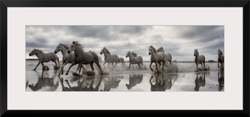 The White Horses of the Camargue running in the water in the South of France