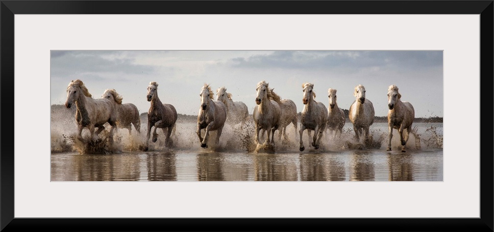 The White Horses of the Camargue running in the water in the South of France