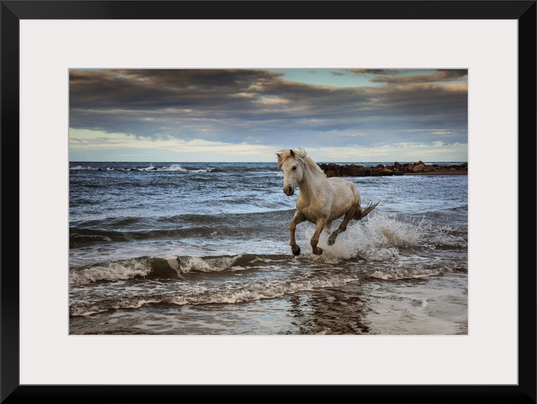 The White Horses of the Camargue running in the water, Southern France.