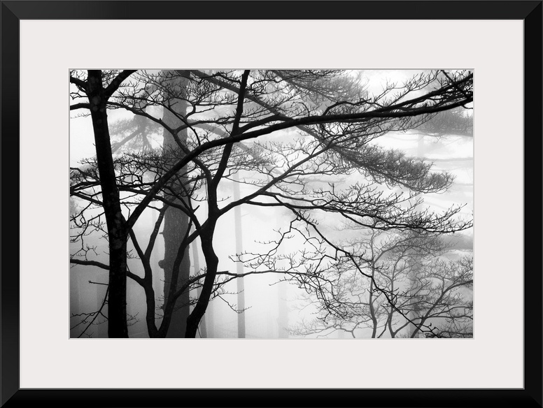 This monochromatic landscape photograph of leafless trees growing in the mist is for the contemporary home or office.