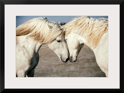 Two Camargue horses loving on each other in the South of France