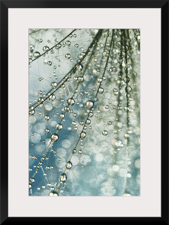 Water droplets on a Thistle seed.