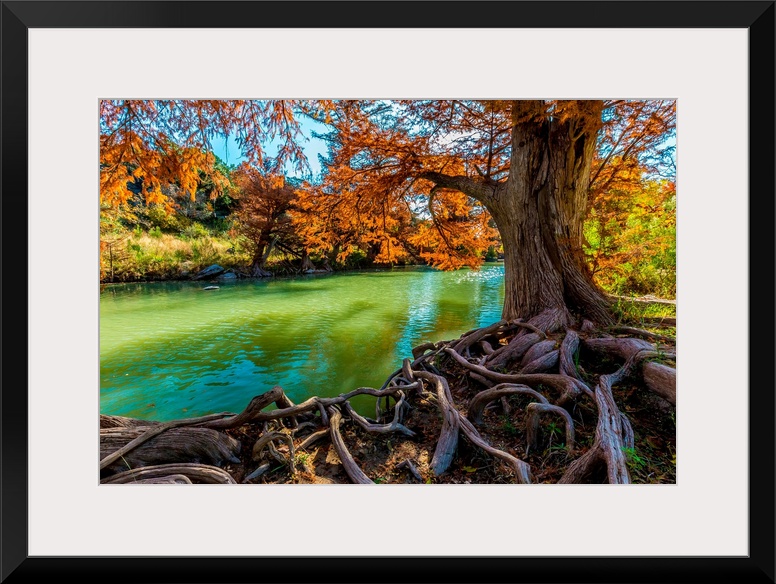 Intricate Intertwined Gnarly Cypress Tree Roots with Beautiful Fall Foliage on the Banks of the Guadalupe River at Guadalu...
