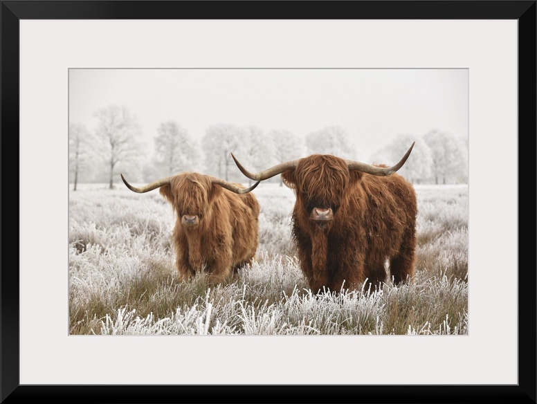 Hairy Scottish highlanders in a natural winter landscape of a national park in the Drenthe region of The Netherlands.