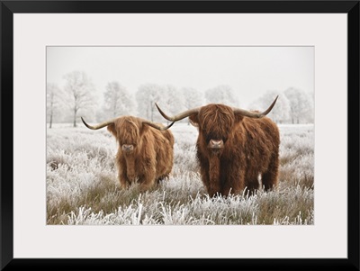 Hairy Scottish Highlanders In Winter, The Netherlands