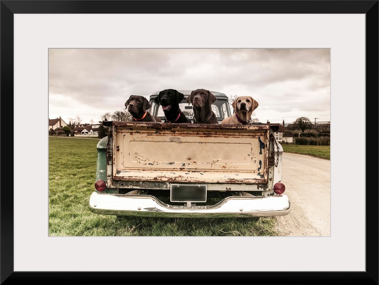 Four Labradors in the back of a vintage truck.