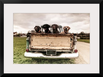 Labrador dogs in the back of a vintage truck