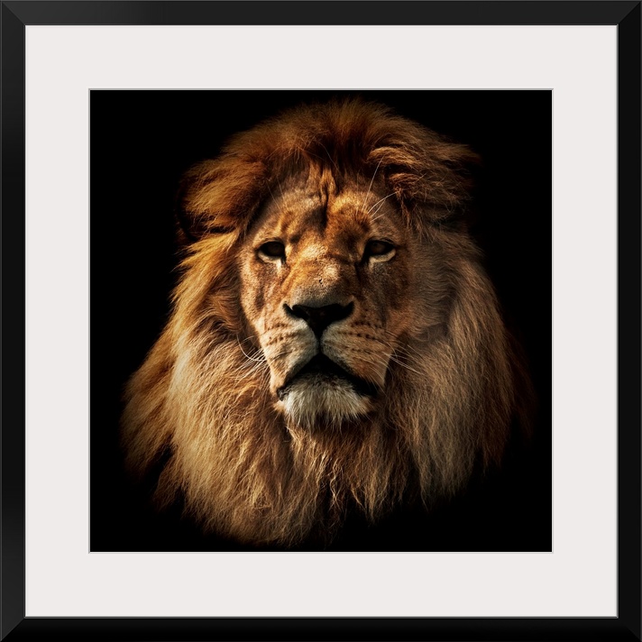 Lion portrait on black background. Big adult lion with rich mane.