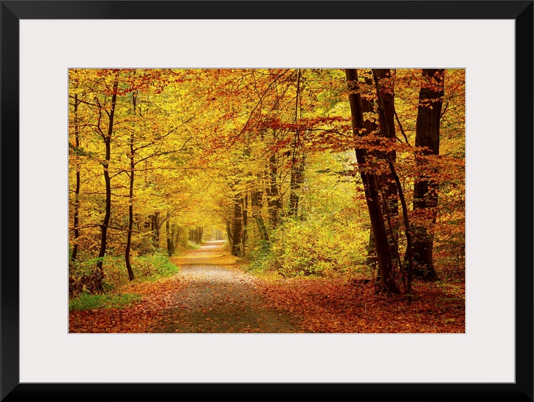 Pathway in the autumn forest