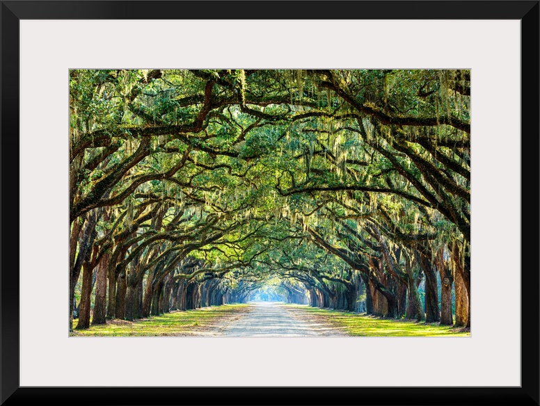 Savannah, Georgia, oak tree lined road at historic Wormsloe Plantation.