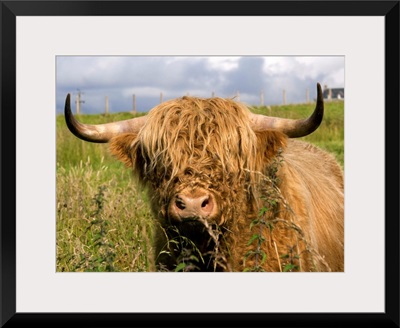 Scottish Cow In Highlands