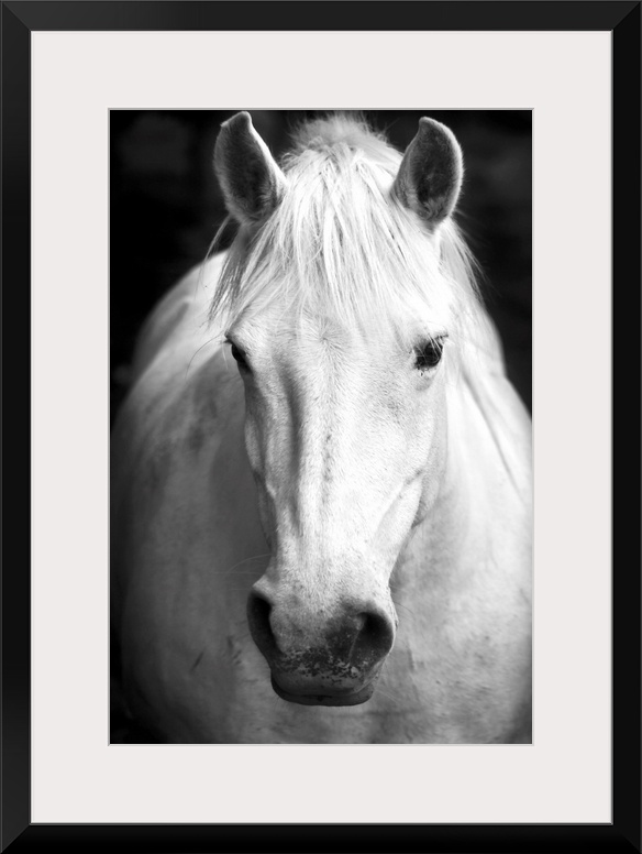 White horse's black and white art portrait