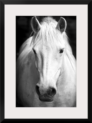 White Horse Portrait