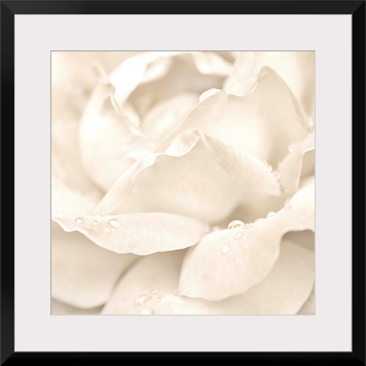 Abstract Macro Shot Of Beautiful Cream Rose Flower With Water Drops. Floral Background