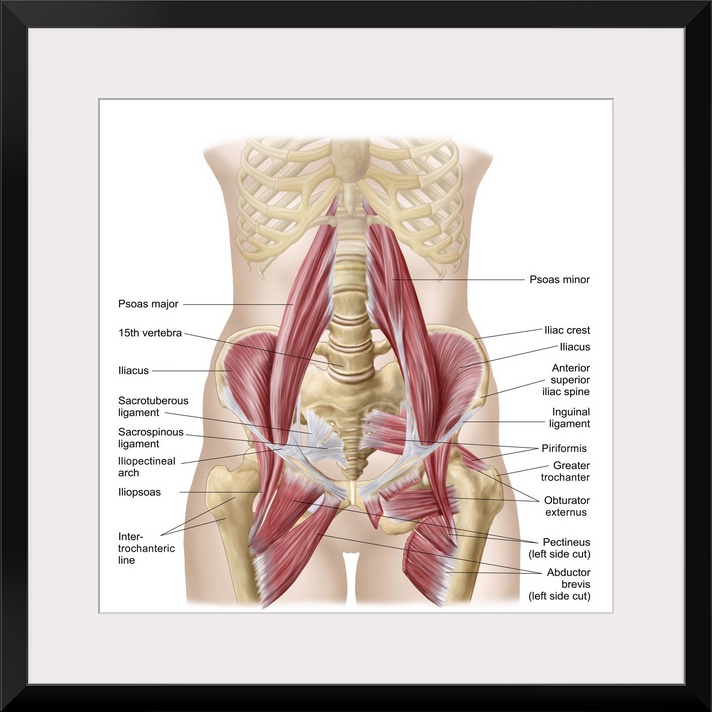 Anatomy of iliopsoa, often referred to as the dorsal hip muscles. These muscles are distinct in the abdomen..