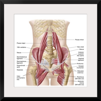 Anatomy of iliopsoa, also known as the dorsal hip muscles