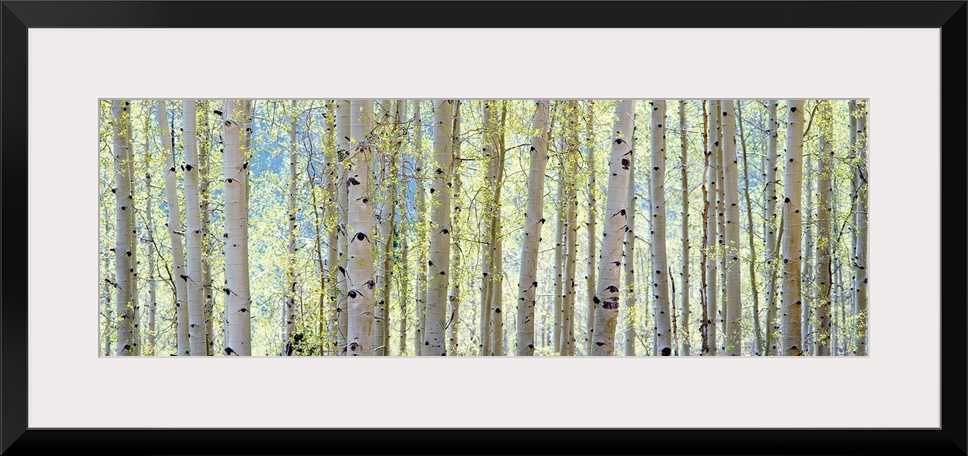 This is a panoramic photograph of a cluster of tree trunks at the edge of a forest.