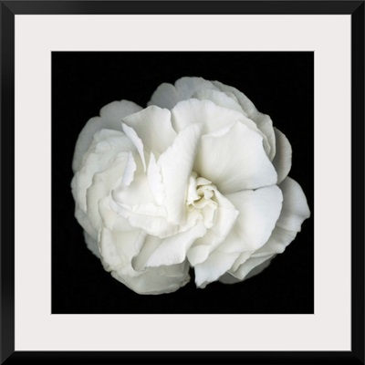 White Flower Blossom- Original Black And White Photograph