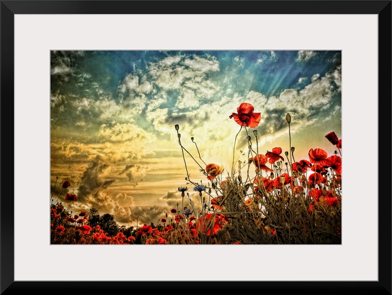 Photograph of a poppy field under a cloudy sky.