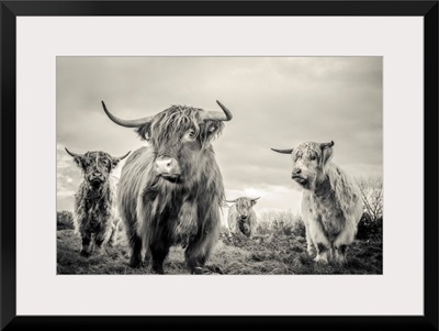Highland Cattle