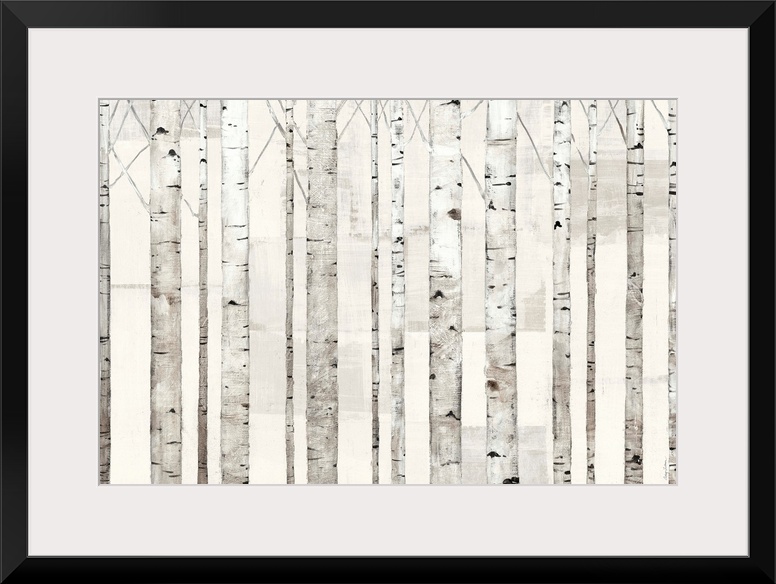 Birch Trees on White