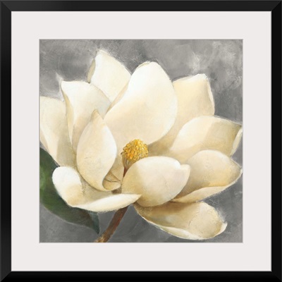 Magnolia Blossom on Gray