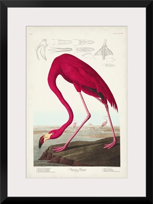 American Flamingo