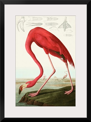 American Flamingo
