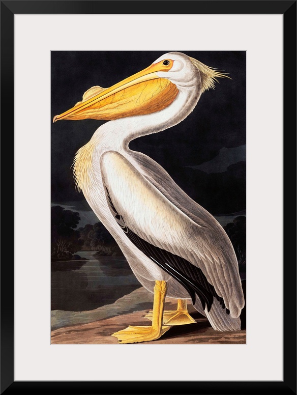 American White Pelican