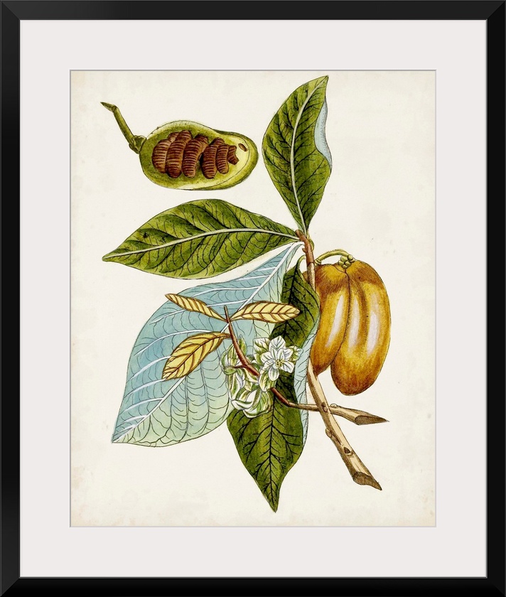 Antique Botanical Study VI