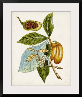 Antique Botanical Study VI