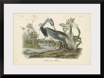 Audubon's Louisiana Heron