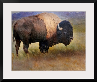 Bison Portrait II