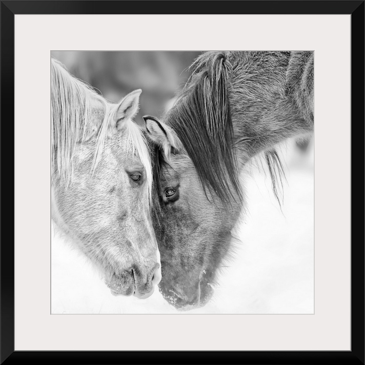 Black and white photo of two horses nuzzling.