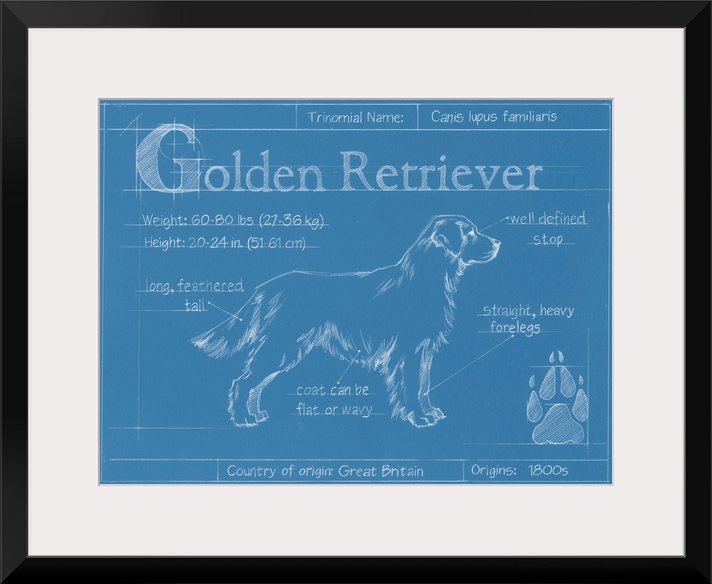 "Blueprint" illustration showing the parts of a Golden Retriever dog.