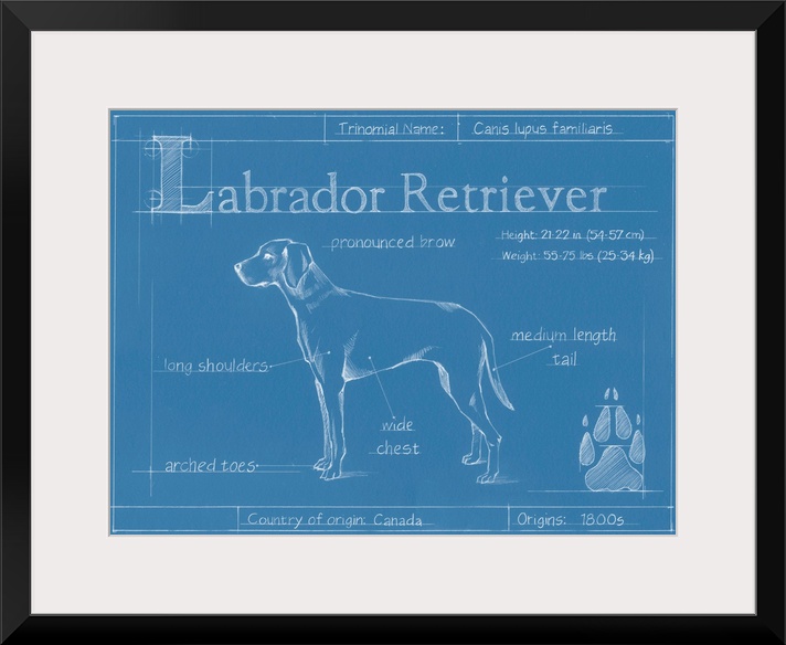 "Blueprint" illustration showing the parts of a Labrador Retriever dog.