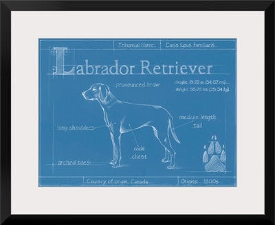Blueprint Labrador Retriever