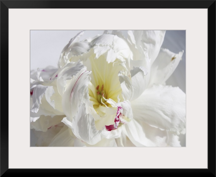 A close-up photo of a dainty white flower exudes the feeling being breathless.