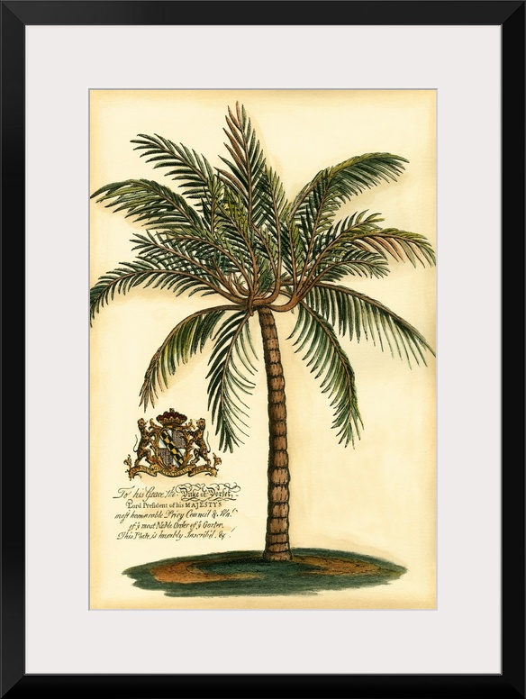 British Colonial Palm III