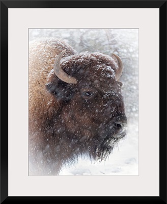 Buffalo In Snow