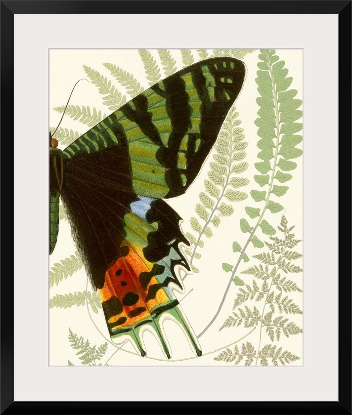 A contemporary piece of artwork of a vintage stylized butterfly displaying of half of the butterfly.