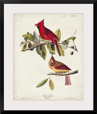 Cardinal Grosbeak