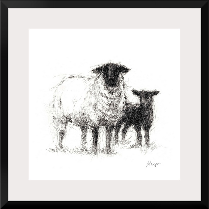 Charcoal sheep illustration in black and white.