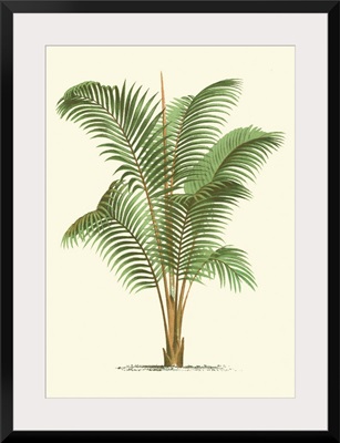 Coastal Palm II
