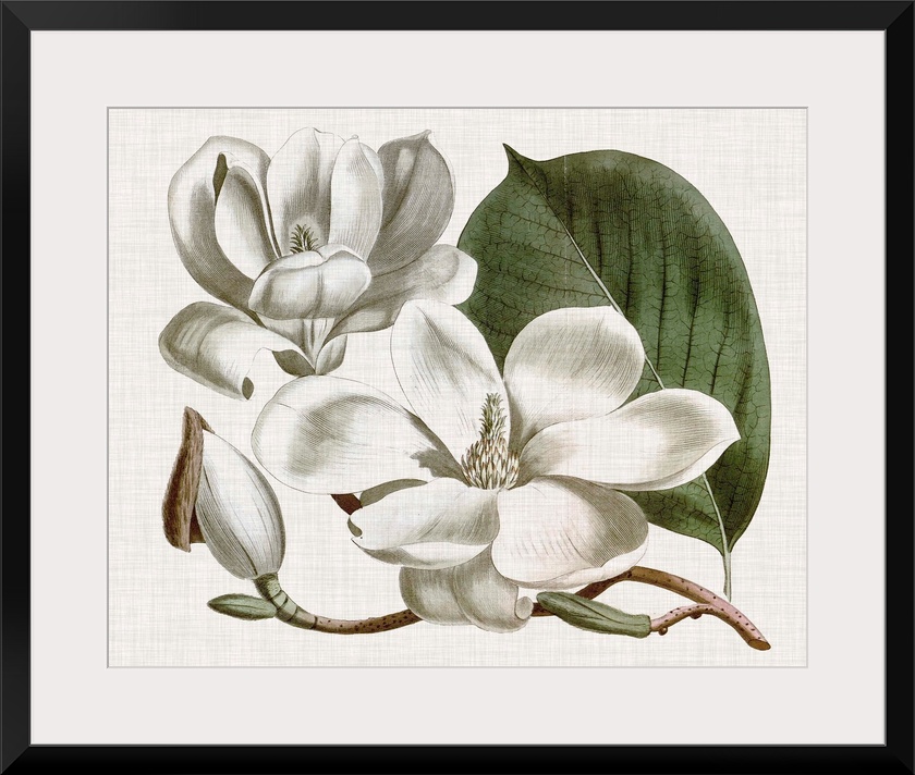 Vintage-inspired botanical illustration of a magnolia flower.