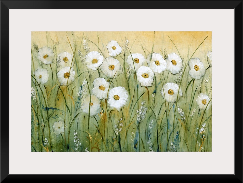 Daisy Spring I