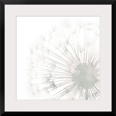 Dandelion Whisper II